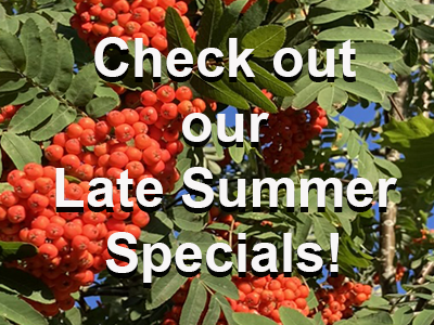 Late Summer Specials 2026